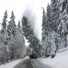 Žiemos padariniai Vokietijoje: ant kelio virtęs medis užmušė berniuką