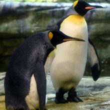 Berlyno zoologijos sode kiaušinį peri homoseksualių pingvinų pora