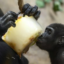 Karščiai zoologijos sode: goriloms siūloma atsigaivinti šerbetu