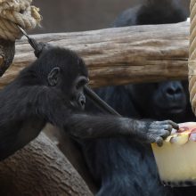 Karščiai zoologijos sode: goriloms siūloma atsigaivinti šerbetu