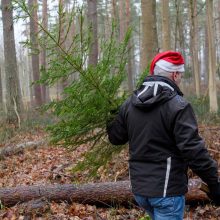 Latviai kviečiami į mišką nemokamai nusikirsti po Kalėdų eglutę  