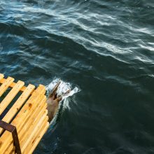 Į Baltiją iš laivo paleisti penki Jūrų muziejuje išslaugyti ruoniukai