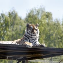 Klaipėdos zoologijos sode – mažylių gausa