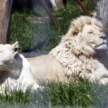 Klaipėdos zoologijos sode – mažylių gausa