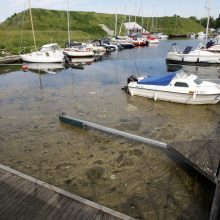 Piliavietės prieplaukos vaizdą gadina dumbliai