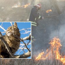 Ugniagesiai Klaipėdoje kačių iš medžių nebegelbės