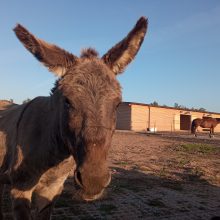 Naujakurystė: nedrąsiai, bet su didžiuliu smalsumu „Arklių slėnio“ gyventojai žengė į naują savo prieglobstį. 