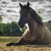 Ramybė: orams atvėsus, vabzdžių atakoms nurimus, arkliai džiūgauja pievoje, prausiasi lietuje, įsipynę vieną kitą kibų žolyną į karčius. 