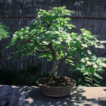 Transformacija: miniatiūrinių medelių bonsų formavimas yra be galo sudėtingas ir ilgas procesas. Daugiausia K.Ptakausko suformuotų bonsų – iš Lietuvos miškų. 