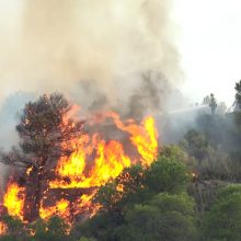 Ispanijoje siaučia nekontroliuojamas miškų gaisras: kalta karščio banga