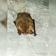 Tvirtovėje – iš žiemos miego prižadintas retas šikšnosparnis