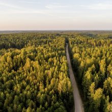 Būtinoji pagalba: specialistai stengiasi išsaugoti senuosius Lietuvos medžius