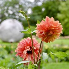 VDU Botanikos sode pražydo puošniausios rudens gėlės – gausi jurginų kolekcija