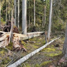 Miškininkai skelbia sutvarkę kovą siautusios audros „Laura“ padarinius