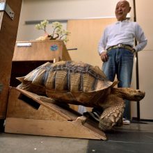 Tokijo gatvėse praeivius stebina didžiulis vėžlys