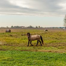 Dzūkijos žemėlapyje – Vido žemaitukų vardai