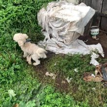 Šunų pragaras Marijampolėje: mėtėsi nustipusių šunelių palaikai, nudirti kailiai 