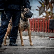 Į Pravieniškes iš darbo nesugrįžo nuteistasis
