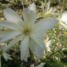 Dubravos arboretume skleidžiasi magnolijų žiedai