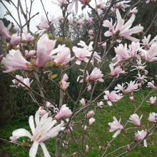 Dubravos arboretume skleidžiasi magnolijų žiedai