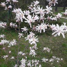 Dubravos arboretume skleidžiasi magnolijų žiedai