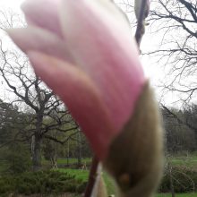 Dubravos arboretume skleidžiasi magnolijų žiedai