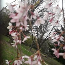 Dubravos arboretume skleidžiasi magnolijų žiedai