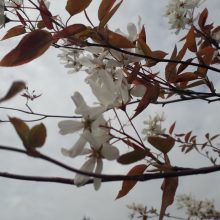 Dubravos arboretume skleidžiasi magnolijų žiedai