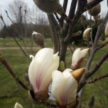 Dubravos arboretume skleidžiasi magnolijų žiedai