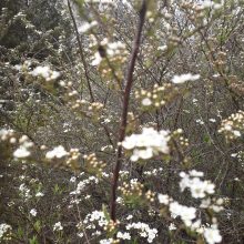 Dubravos arboretume skleidžiasi magnolijų žiedai