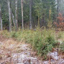 Miško lankytojams – miškininkų ir pareigūnų dovanos