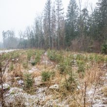 Miško lankytojams – miškininkų ir pareigūnų dovanos