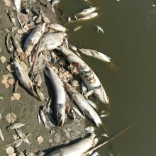 Kazlų Rūdos tvenkinyje masiškai gaišta žuvys: kaltas institucijų neveiksnumas?
