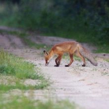 Tūkstančius sugraudinusi lapiukų istorija: nušauti – legalu, bet ar žmogiška?