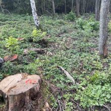 Palangos meras kreipėsi į prokuratūrą: brutaliai iškirsta daugiau kaip tūkstantis medžių