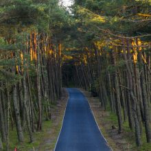 Miškų urėdija skelbia stabdanti kirtimus „Natura 2000“ teritorijose