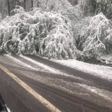 Naktį siautęs vėjas vartė medžius, apgadino automobilius: prasčiausia padėtis – Kaune
