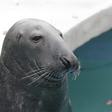 Paskutinė proga pamatyti ruonį Kajų: po zoologijos sodo rekonstrukcijos jo jau neišvysime