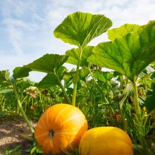 Nuo ūkio iki stalo: modernūs ūkiai mažina pesticidų ir trąšų naudojimą