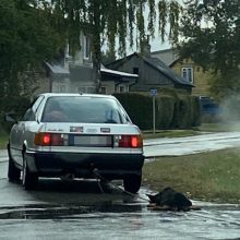 Siaubas Šakiuose: ugniagesys tempė prie automobilio pririštą šunį