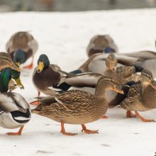 Po A. Navalno sulaikymo – piketas prie Rusijos ambasados Vilniuje 