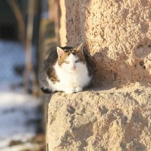 Kauną užplūdo katinai: kol vieni šeria, kiti – šaudo