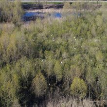 Nemuno deltoje įsikūrė baltieji garniai