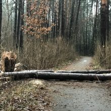 Kas pavertė Kleboniškio mišką sprogdinimų poligonu?