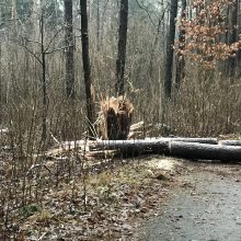 Kas pavertė Kleboniškio mišką sprogdinimų poligonu?