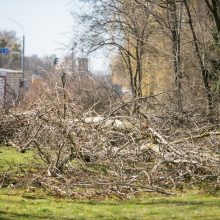 Ištiko šokas: V. Krėvės prospekte iškirto visą eilę medžių