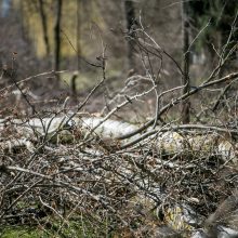 Ištiko šokas: V. Krėvės prospekte iškirto visą eilę medžių