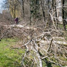 Ištiko šokas: V. Krėvės prospekte iškirto visą eilę medžių