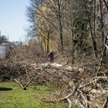 Ištiko šokas: V. Krėvės prospekte iškirto visą eilę medžių