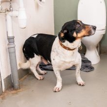 Kauno prieglaudas perpildė beglobiai gyvūnai: keturkojus tenka apgyvendinti net tualeto patalpose